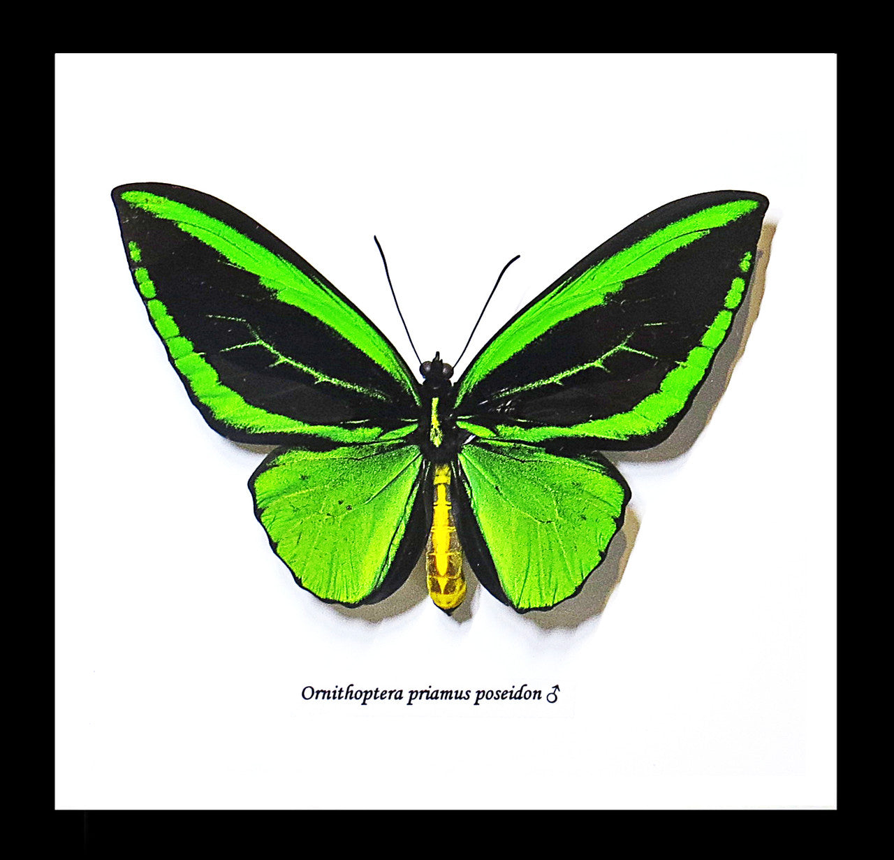 Ornithoptera priamus poseidon dorsal MALE label front – Bits & Bugs