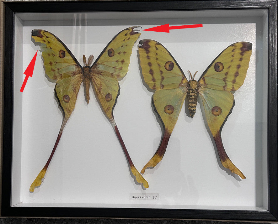 Argema mittrei female + male ( special )