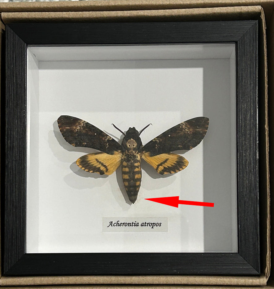 Acherontia atropos aka Death's-head moth  # 1