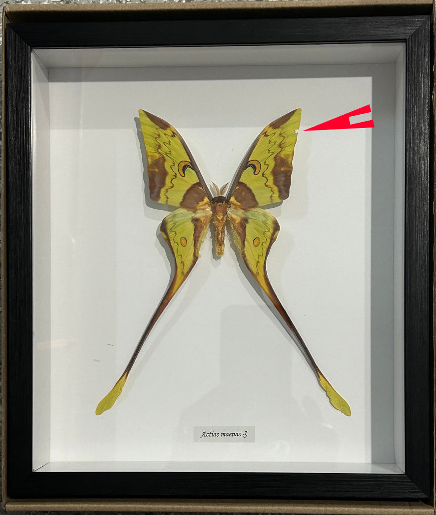 Actias maenas Male # 1 ( SPECIAL )