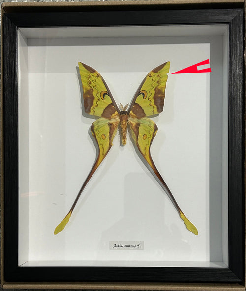 Actias maenas Male # 1 ( SPECIAL )