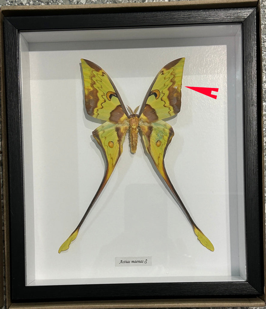 Actias maenas Male # 2 ( SPECIAL )