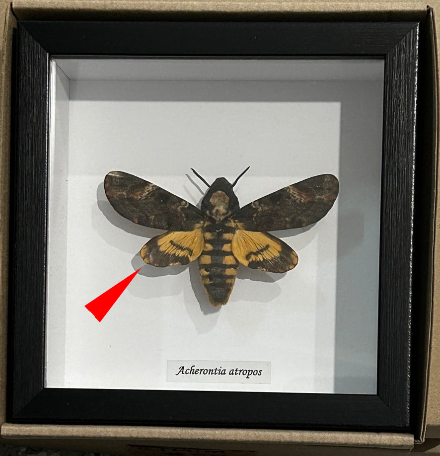 Acherontia atropos aka Death's-head moth  # 22