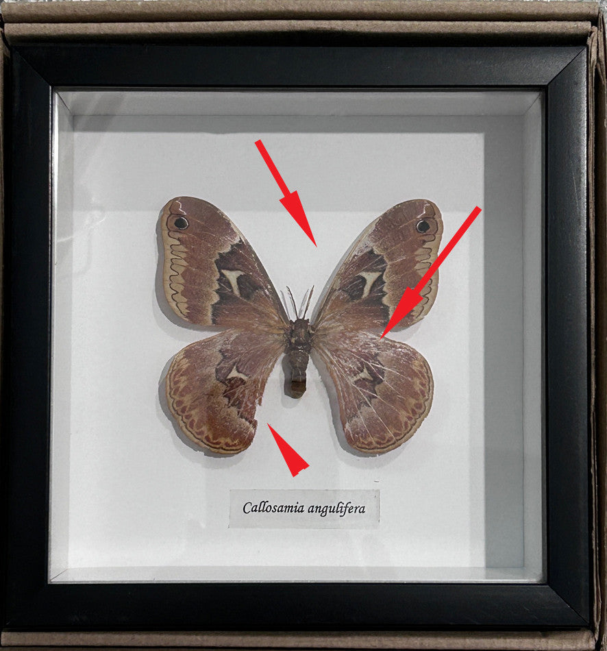 Callosamia angulifera #23 (special)