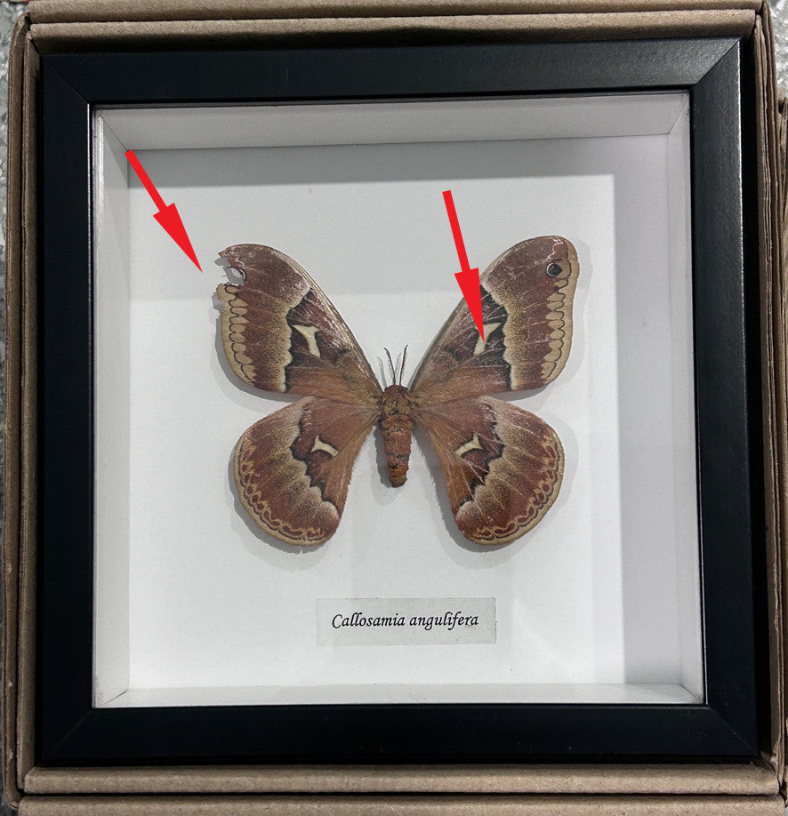 Callosamia angulifera #24 (special)