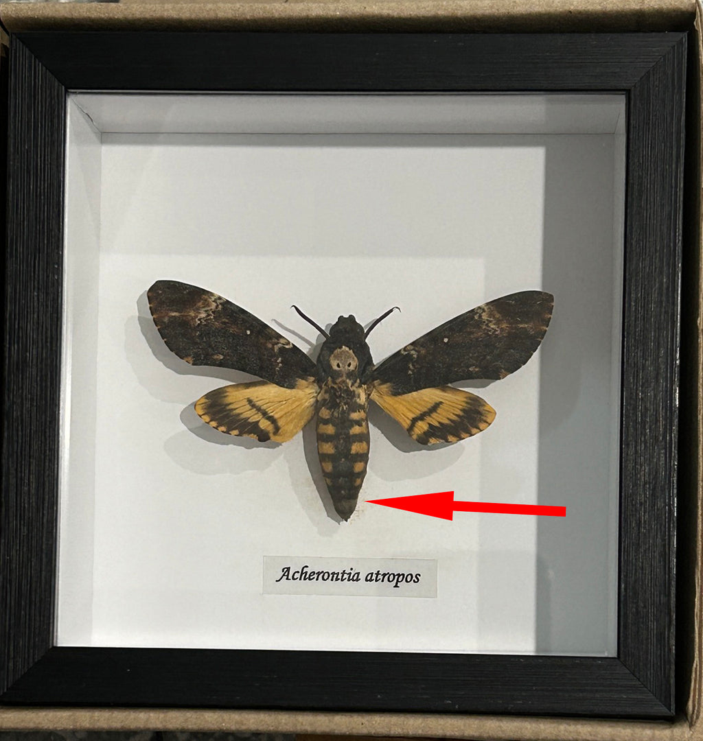 Acherontia atropos aka Death's-head moth  # 29  ( special )