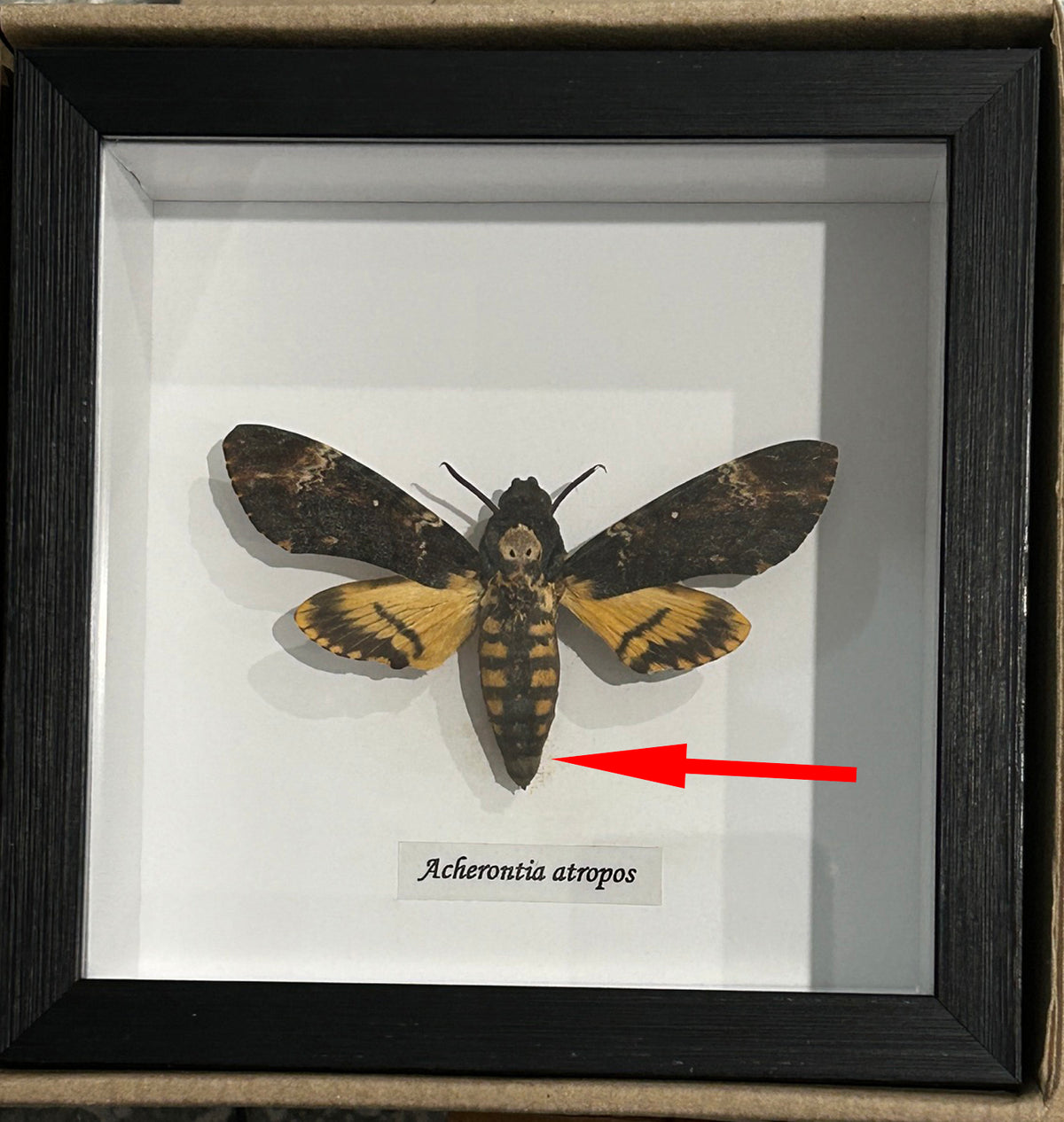 Acherontia atropos aka Death's-head moth  # 29  ( special )