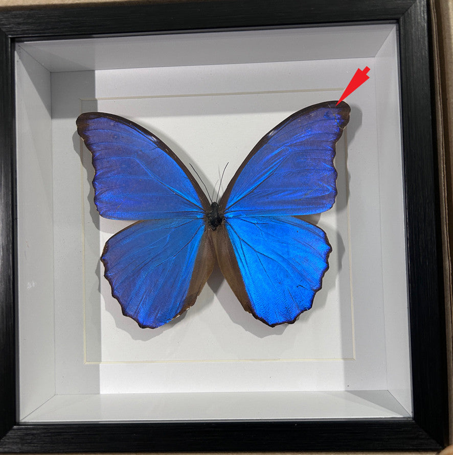 Morpho amathonte matt # 2( special )