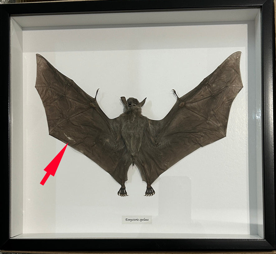 Eonycteris spelaea bat #33 ( special )