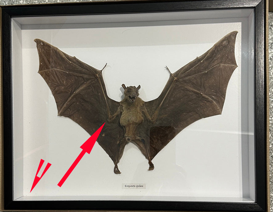 Eonycteris spelaea bat #34 ( special )