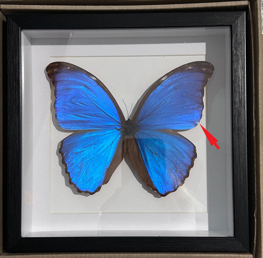 Morpho amathonte matt # 3 ( special )