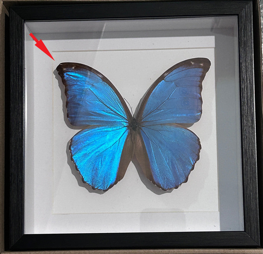Morpho amathonte matt # 4  ( special )