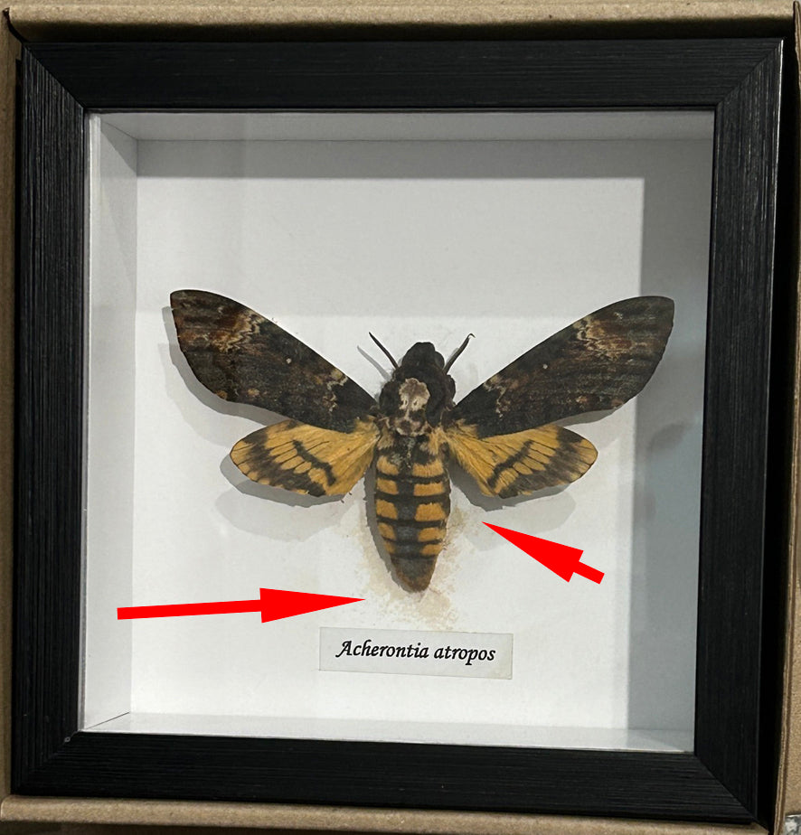 Acherontia atropos aka Death's-head moth  # 50