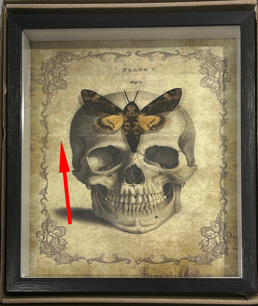 Acherontia atropos aka Death's-head moth skull  # 52 ( special )