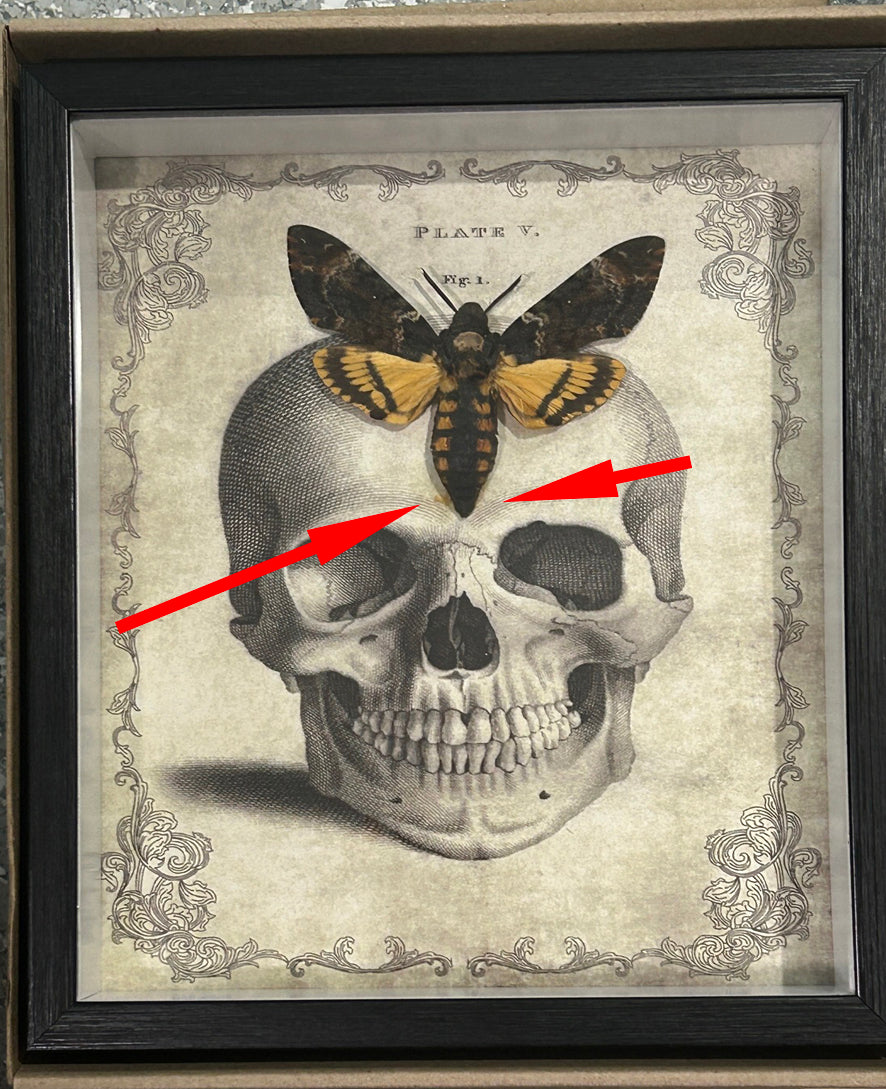 Acherontia atropos aka Death's-head moth skull  # 71 ( special )