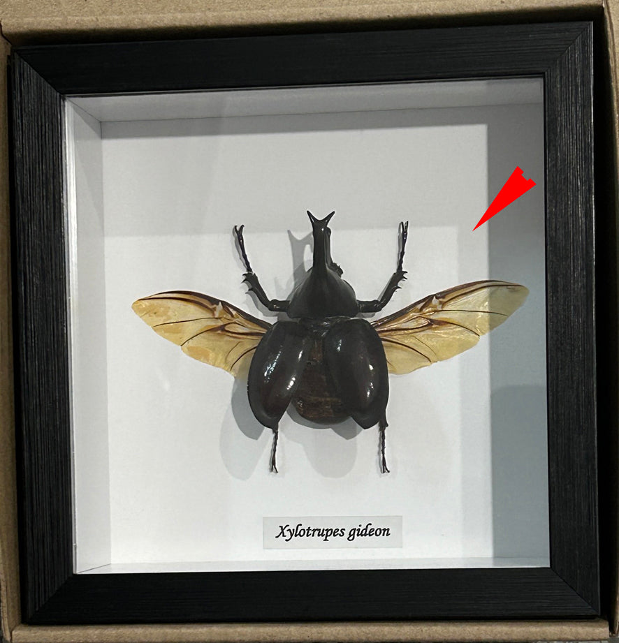 Xylotrupes gideon # 72 ( SPECIAL )