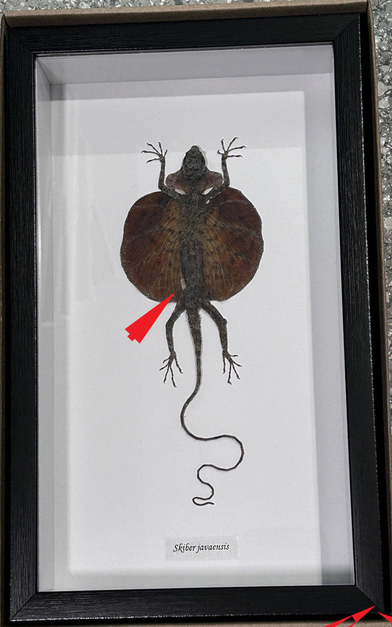 Skiber javaensis red #8 ( special )