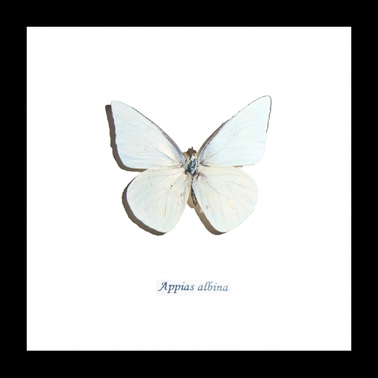 Australian Framed butterfly