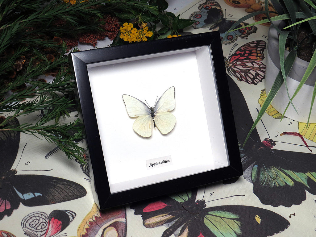 Appias albina