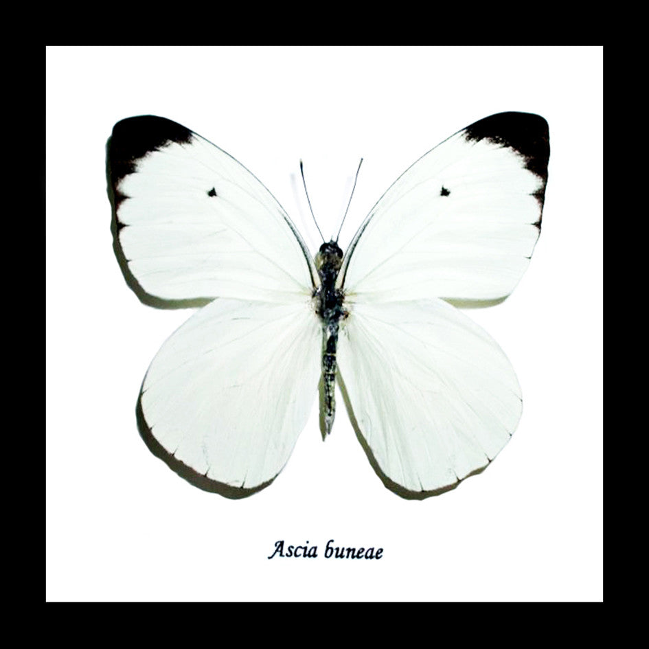 Ascia buneae 