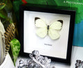 Ascia buneae 