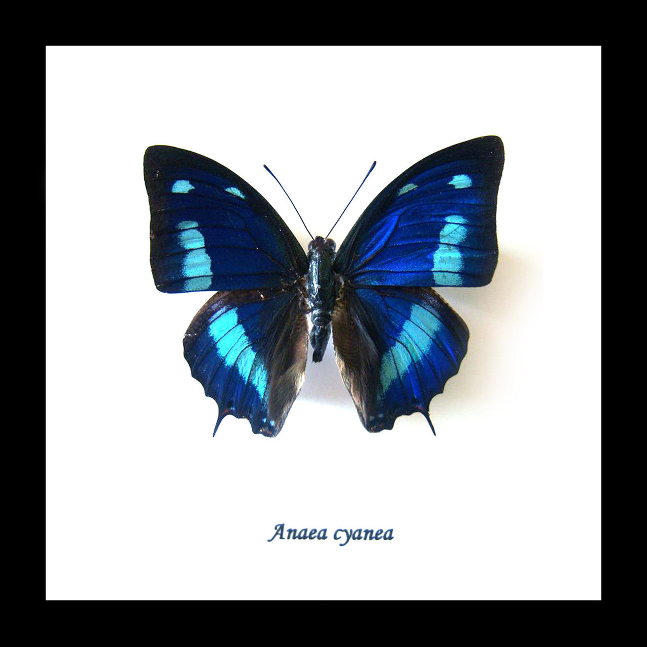 Anaea cyanea