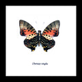 Charazes zingha 