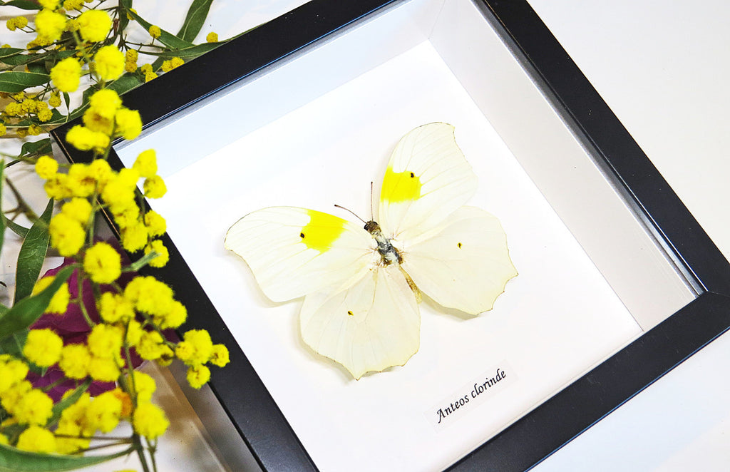 butterfly for sale Australia Anteos clorinde Bits & Bugs 