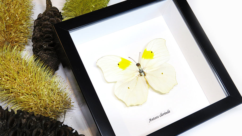butterfly for sale Australia Anteos clorinde Bits & Bugs 