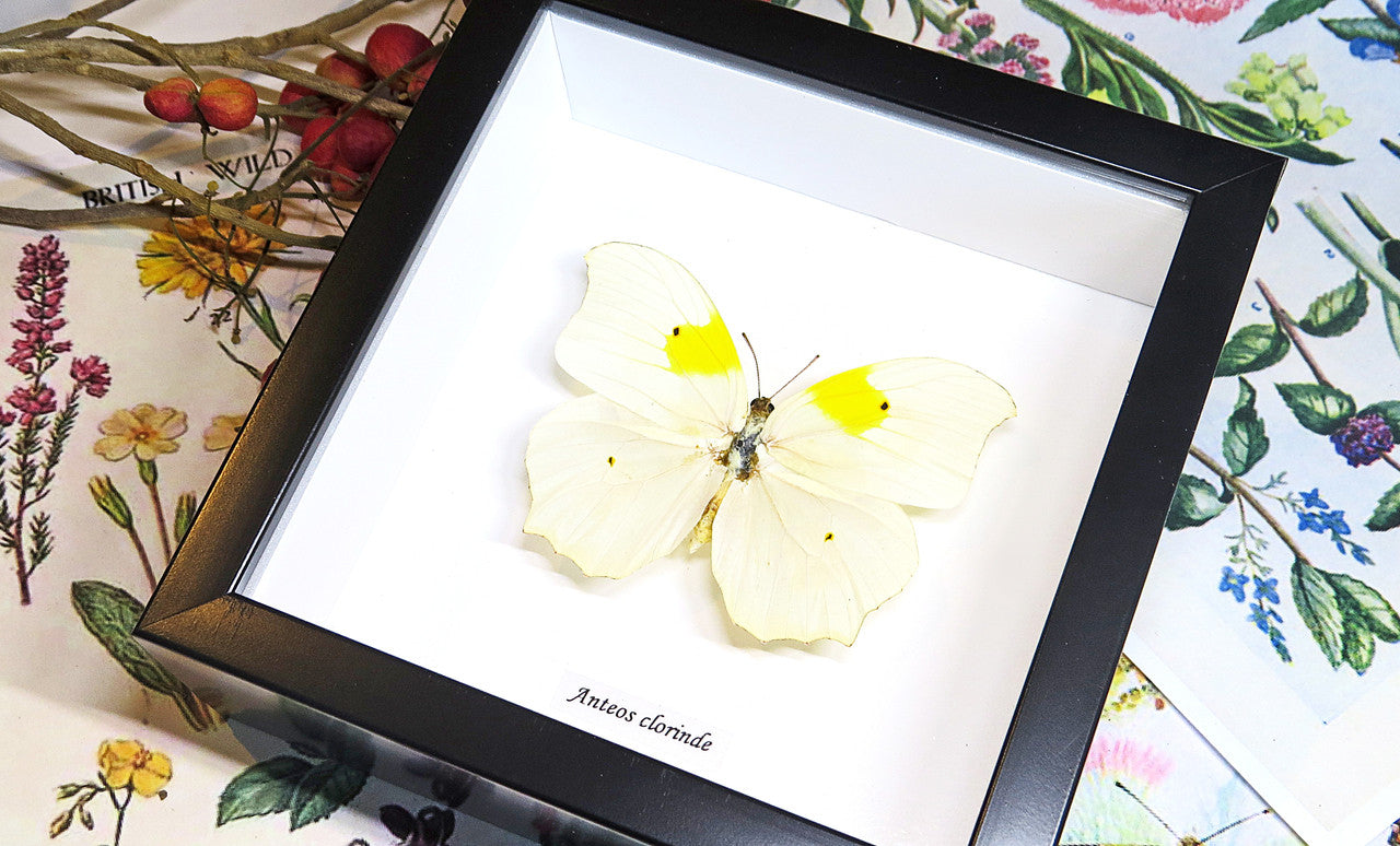 butterfly for sale Australia Anteos clorinde Bits & Bugs 