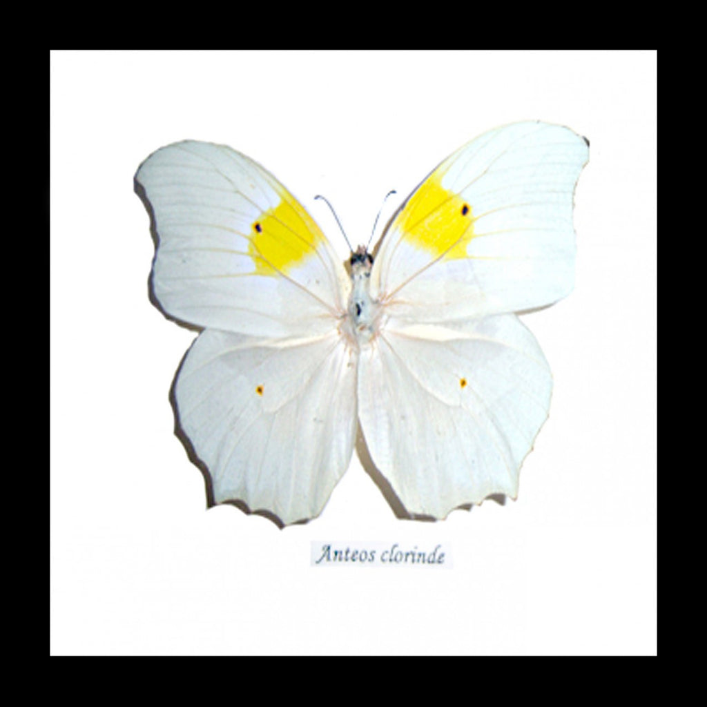 butterfly for sale Australia Anteos clorinde Bits & Bugs 