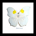 butterfly for sale Australia Anteos clorinde Bits & Bugs 
