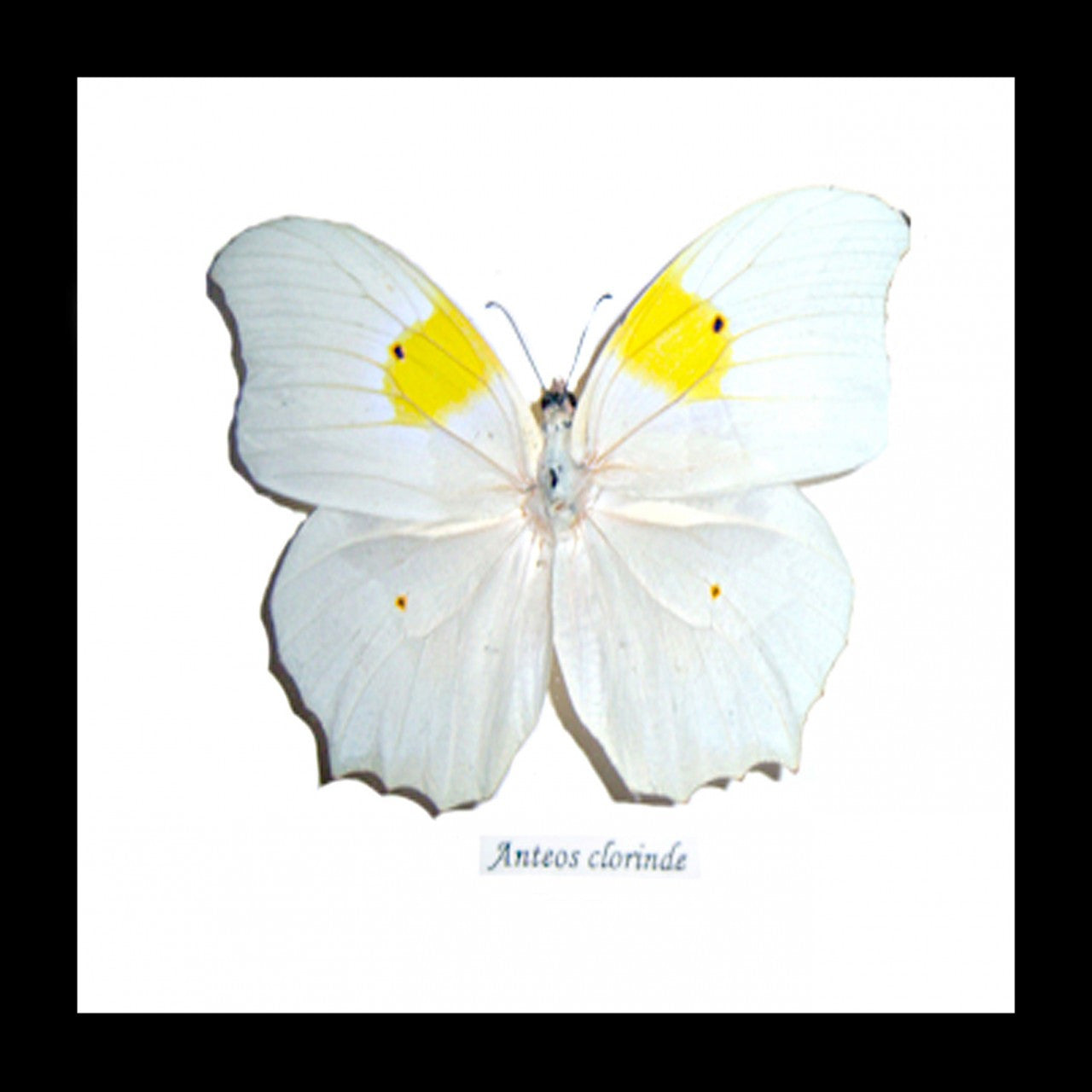 butterfly for sale Australia Anteos clorinde Bits & Bugs 
