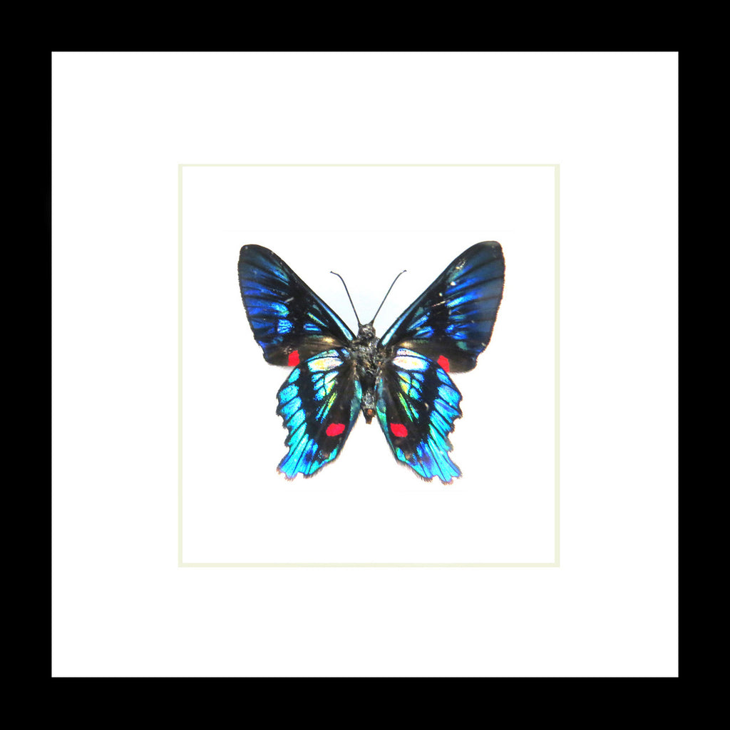 Ancyluris eudaemon Bits & Bugs