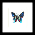 Ancyluris eudaemon Bits & Bugs