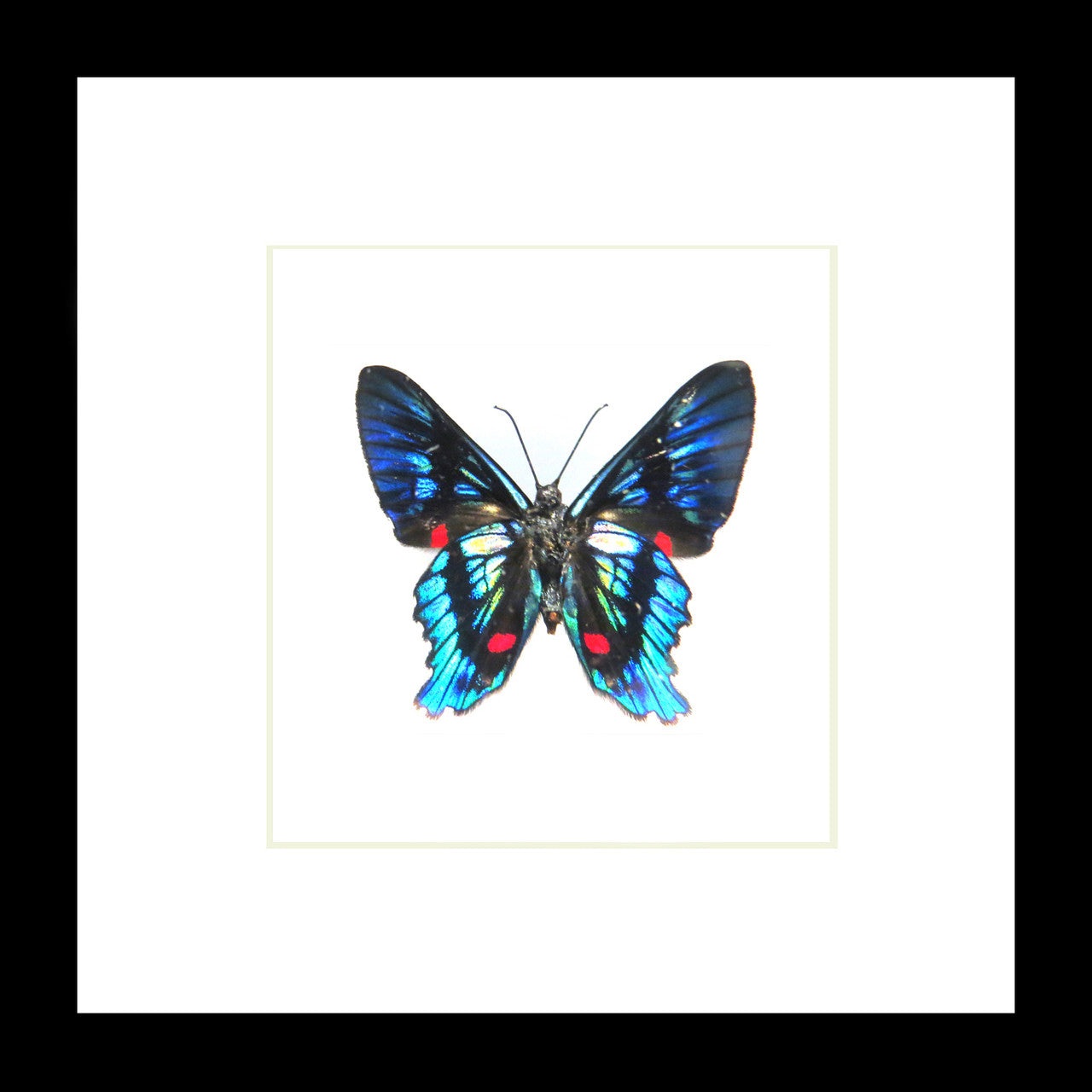 Ancyluris eudaemon Bits & Bugs