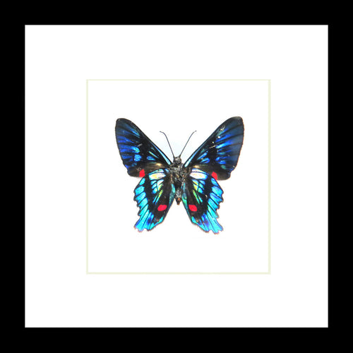 Ancyluris eudaemon Bits & Bugs