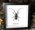 Anoplophora elegans