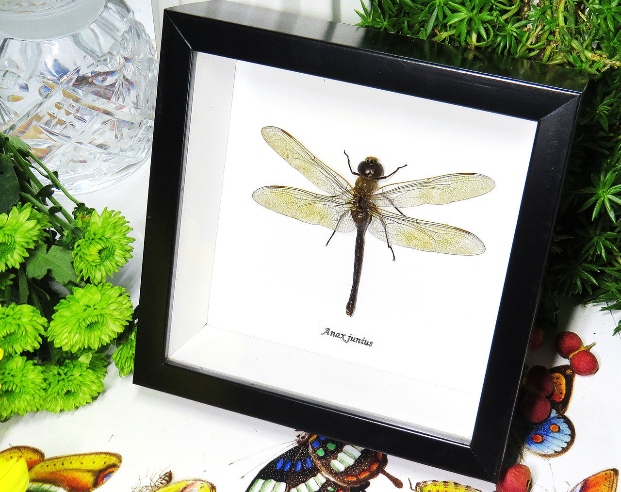 Anax junius dragonfly for sale framed home decor interior design Bits & Bugs 