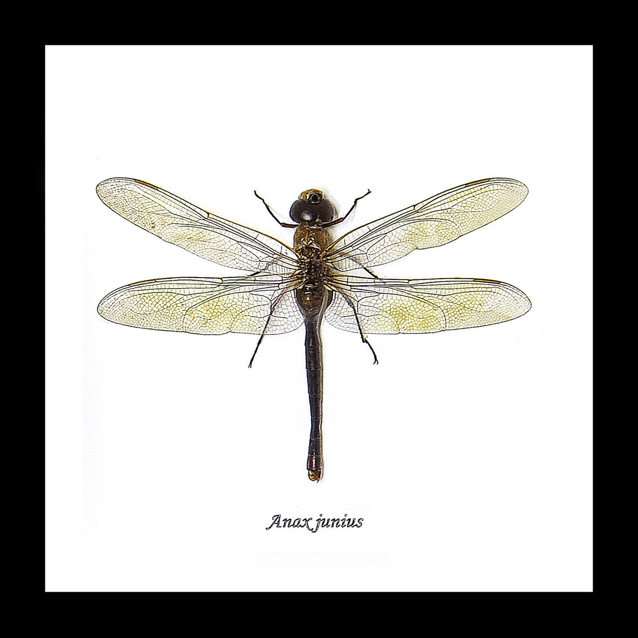 Anax junius dragonfly for sale framed home decor interior design Bits & Bugs 