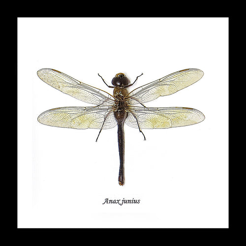 Anax junius dragonfly for sale framed home decor interior design Bits & Bugs 