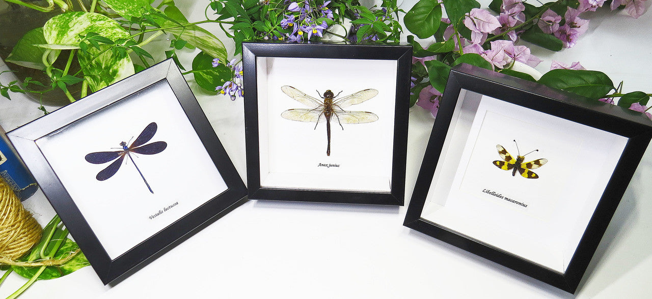 dragonfly 