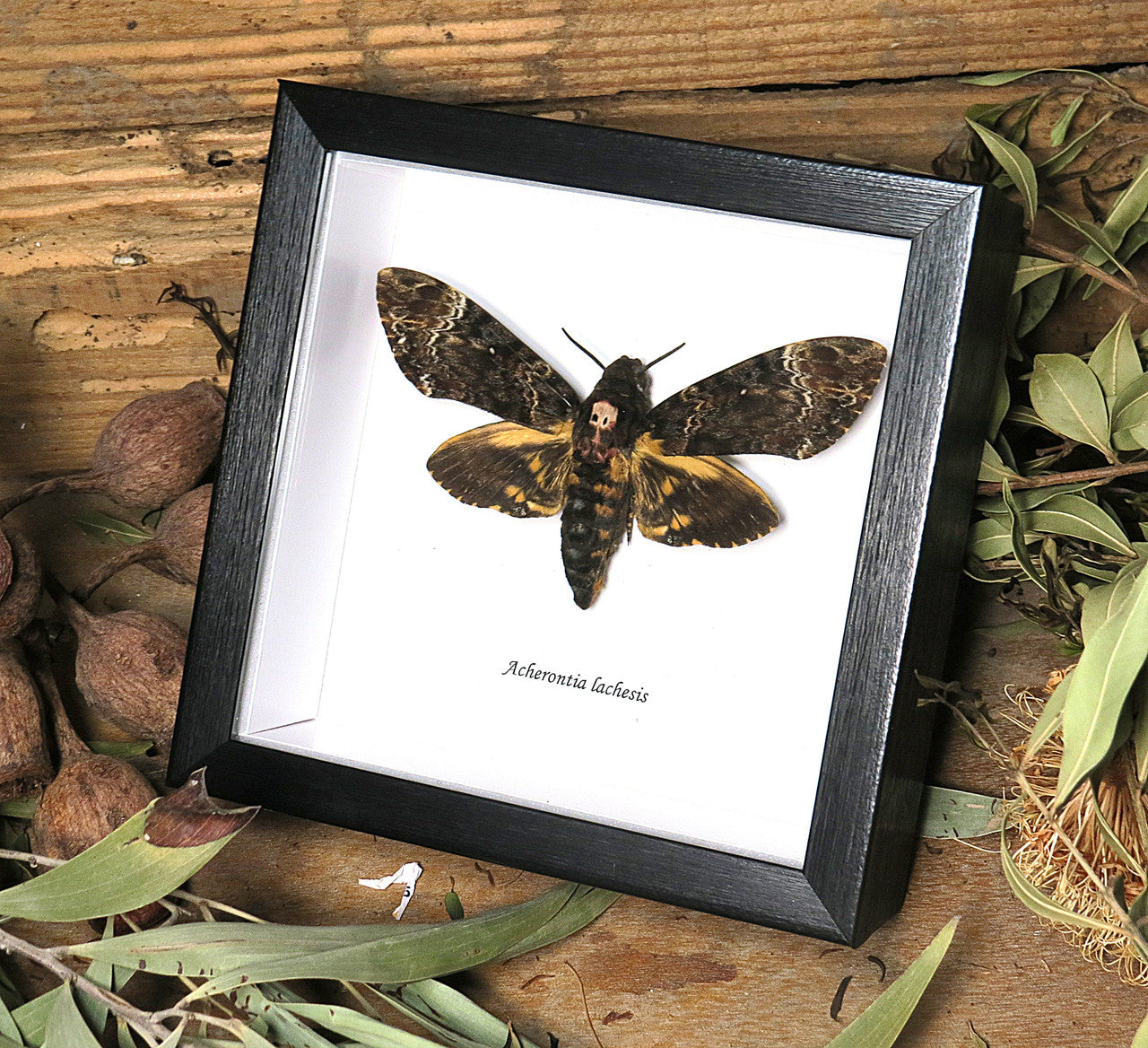 Acherontia lachesis aka Death's-head moth
