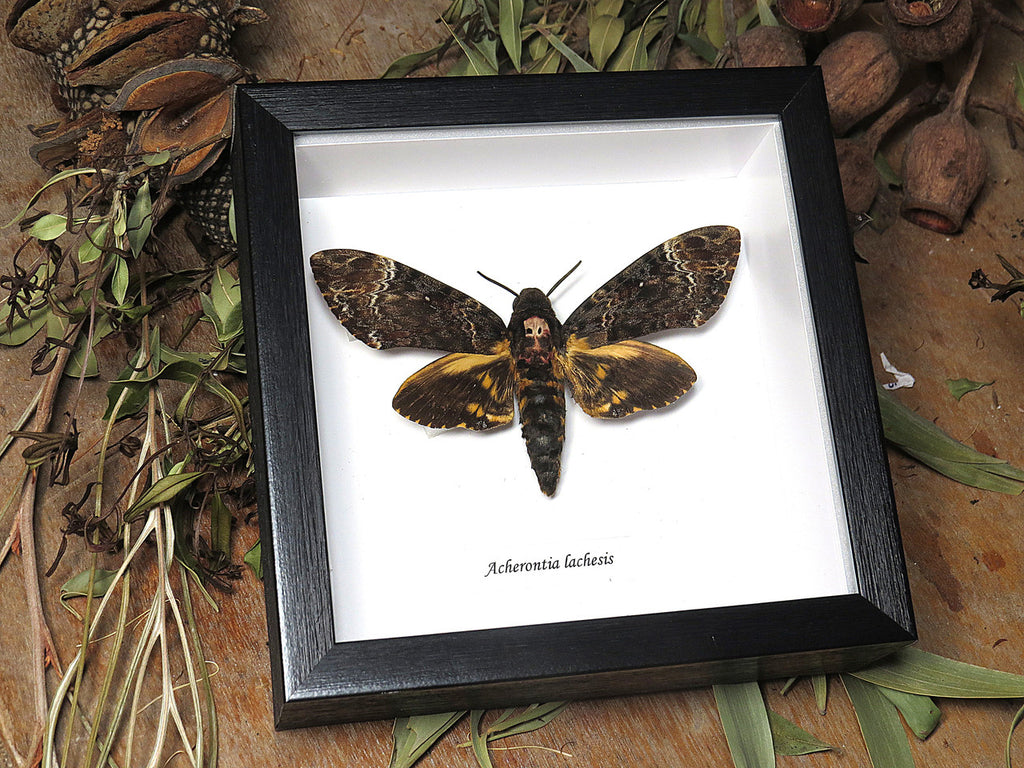 Acherontia lachesis aka Death's-head moth