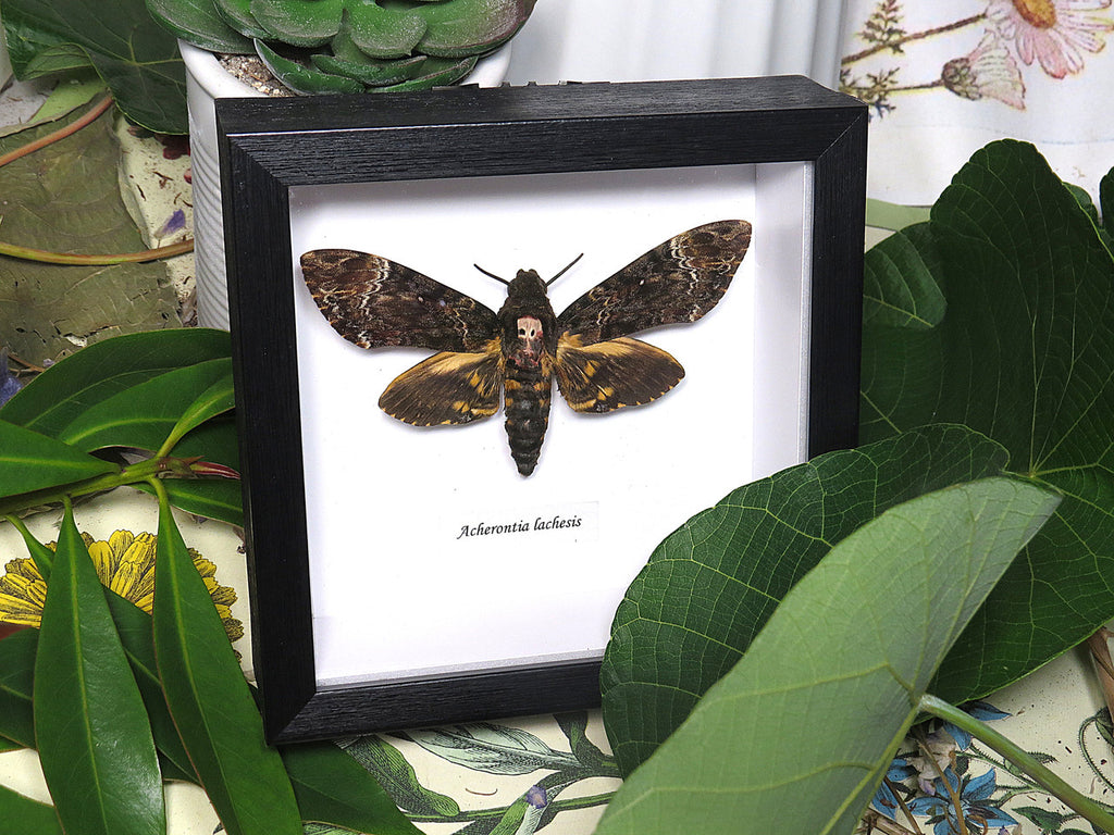 Acherontia lachesis aka Death's-head moth