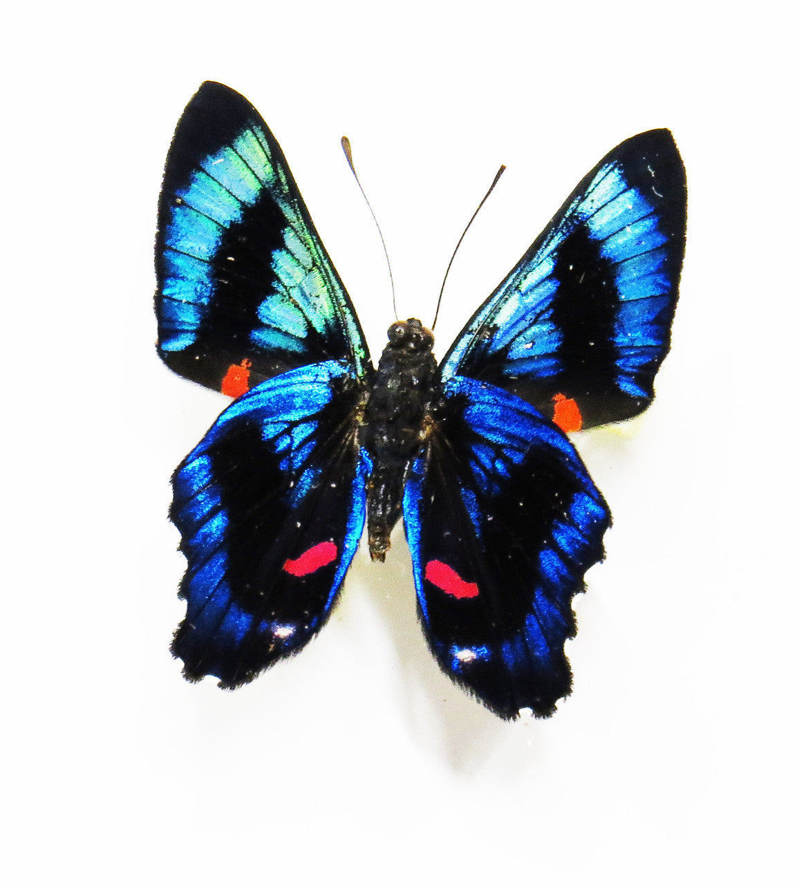 Ancyluris meliboeus label