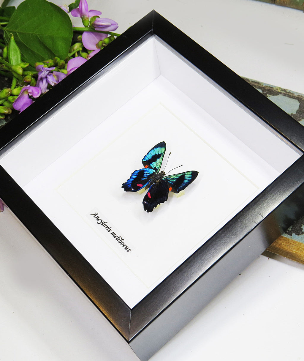 Ancyluris meliboeus