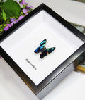 Ancyluris meliboeus