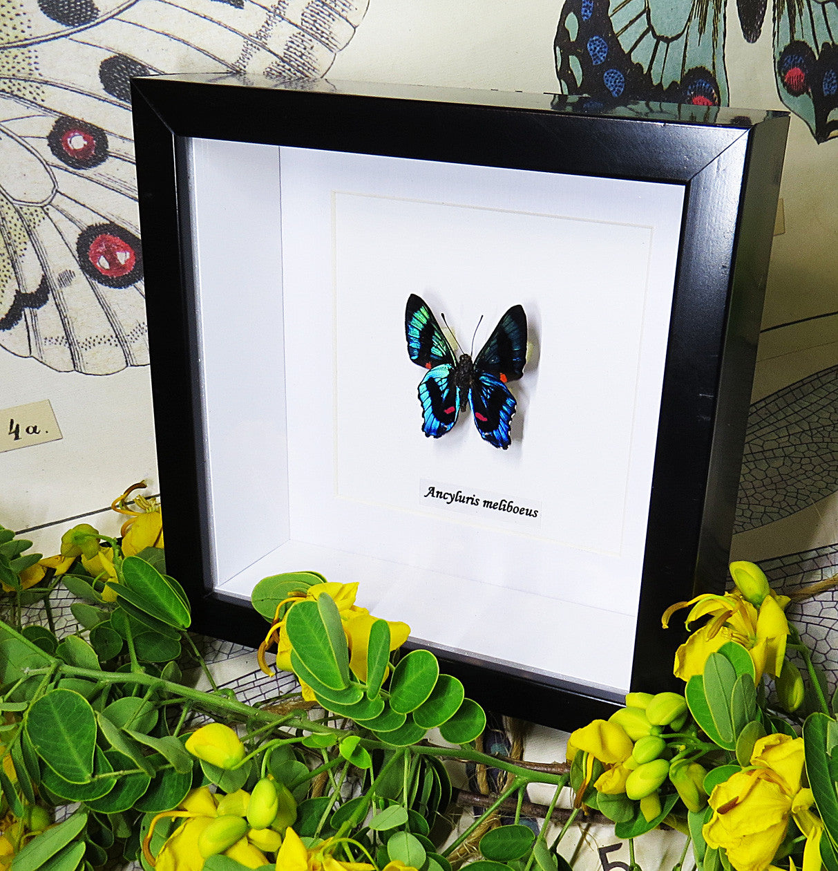 Ancyluris meliboeus