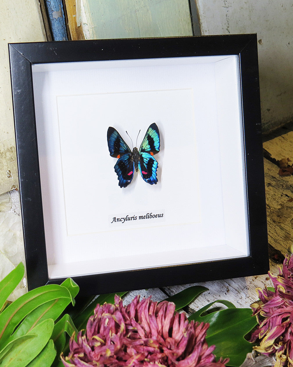 Ancyluris meliboeus